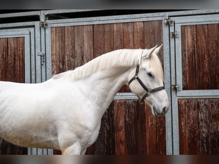 Belgian Riding Pony Gelding 12 years 15.1 hh  in GROTE-BROGEL