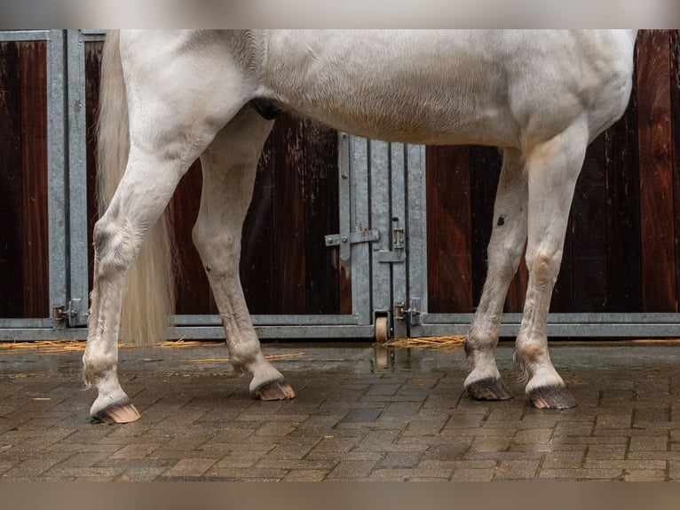 Belgian Riding Pony Gelding 12 years 15,1 hh  in GROTE-BROGEL