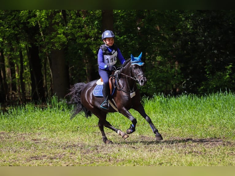 Belgian Riding Pony Gelding 13 years 12,2 hh Black in Wuustwezel