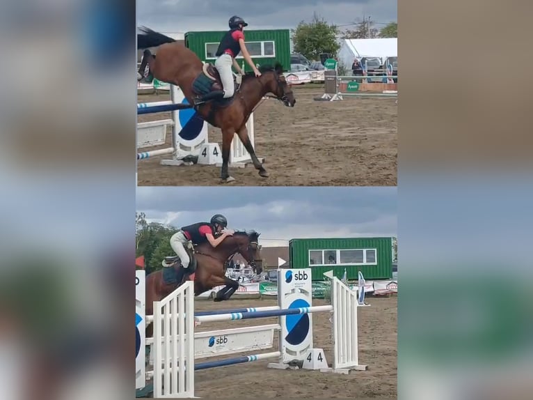 Belgian Riding Pony Gelding 13 years 14,1 hh Brown in stekene