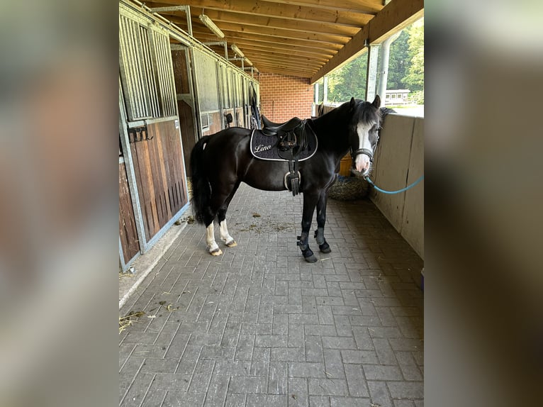 Belgian Riding Pony Gelding 14 years 12,1 hh Black in Lohne (Oldenburg)