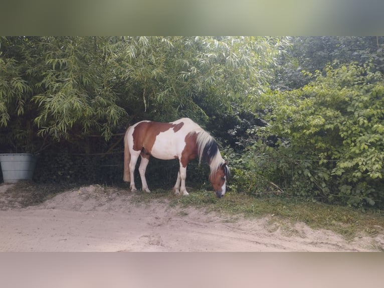 Belgian Riding Pony Gelding 14 years 13.3 hh Pinto in Fürth
