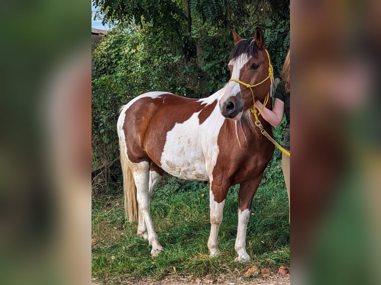 Belgian Riding Pony Gelding 14 years 13.3 hh Pinto in Fürth