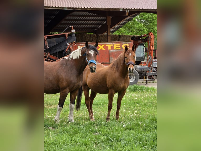 Belgian Riding Pony Mix Gelding 14 years 15.1 hh Chestnut-Red in Gütersloh