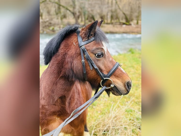 Belgian Riding Pony Gelding 15 years 12 hh Brown in Boccaleone