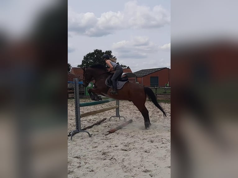 Belgian Riding Pony Gelding 16 years 14,2 hh Brown in Beerse