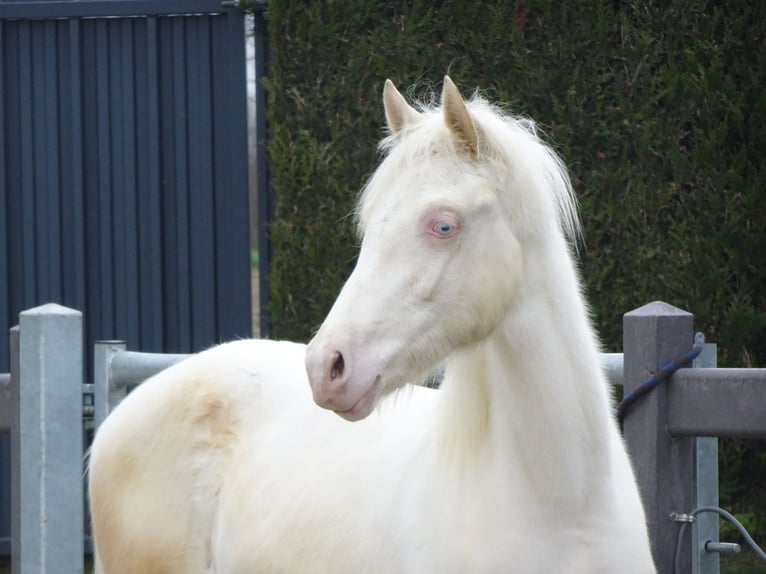 Belgian Riding Pony Gelding 1 year 14,1 hh Cremello in Poperinge