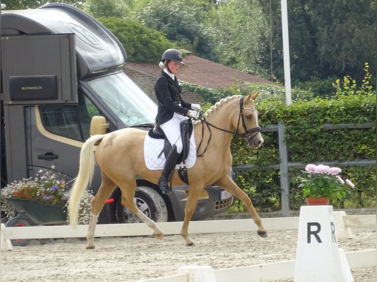 Belgian Riding Pony Gelding 1 year 14,1 hh Cremello in Poperinge