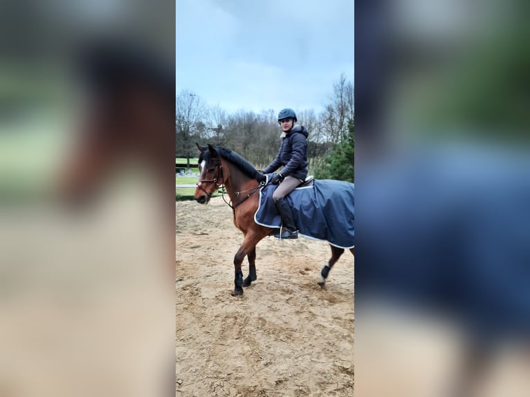 Belgian Riding Pony Gelding 20 years 14,2 hh Brown in Overpelt