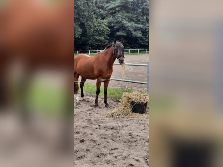 Belgian Riding Pony Gelding 20 years 14,2 hh Brown in Overpelt