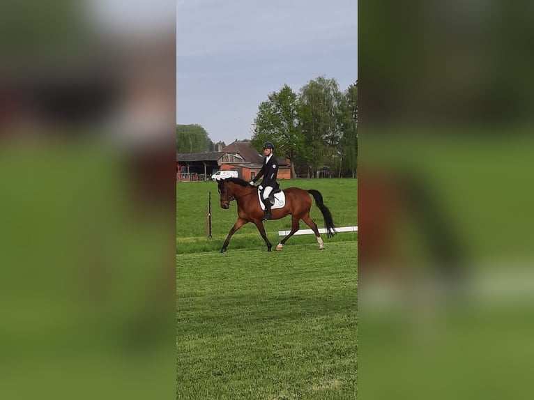 Belgian Riding Pony Gelding 20 years 14,2 hh Brown in Overpelt