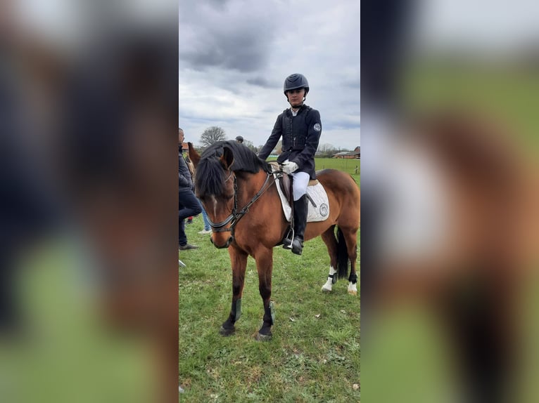 Belgian Riding Pony Gelding 20 years 14,2 hh Brown in Overpelt