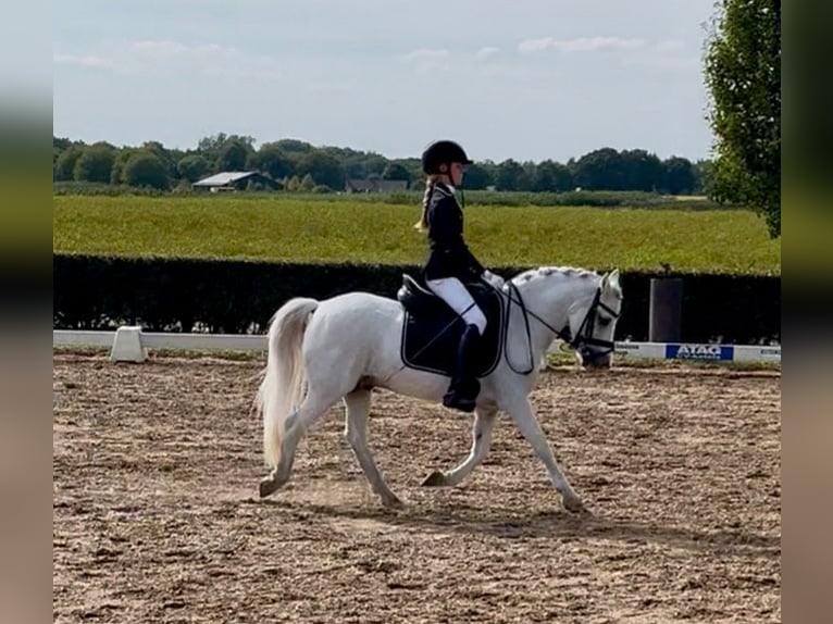 Belgian Riding Pony Gelding 22 years 11.3 hh Grey in Hegelsom