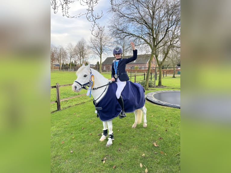 Belgian Riding Pony Gelding 22 years 11.3 hh Grey in Hegelsom
