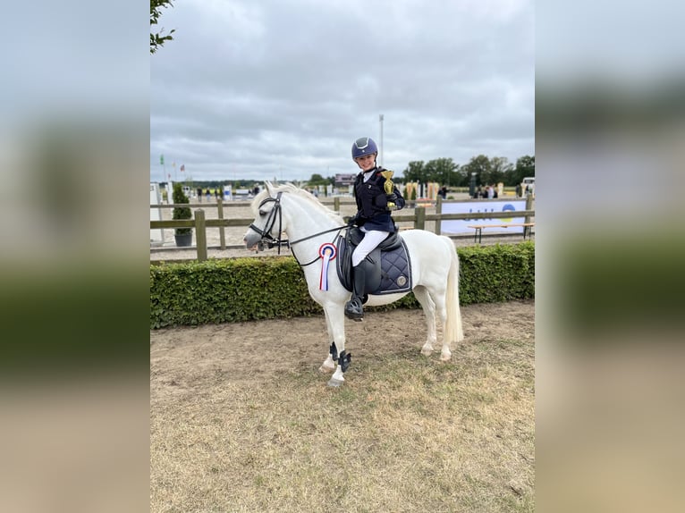 Belgian Riding Pony Gelding 22 years 11.3 hh Grey in Hegelsom
