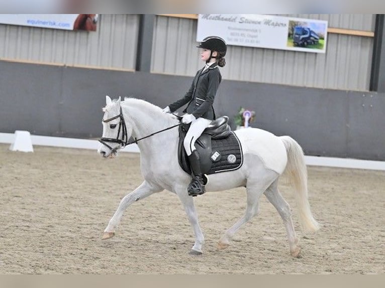 Belgian Riding Pony Gelding 22 years 11.3 hh Grey in Hegelsom
