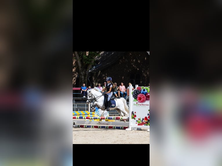 Belgian Riding Pony Gelding 22 years 11.3 hh Grey in Hegelsom