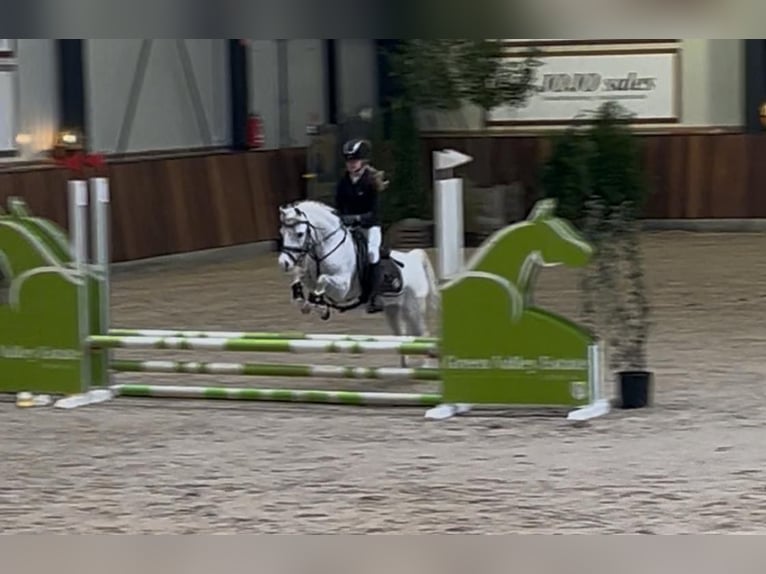 Belgian Riding Pony Gelding 22 years 11,3 hh Grey in Hegelsom