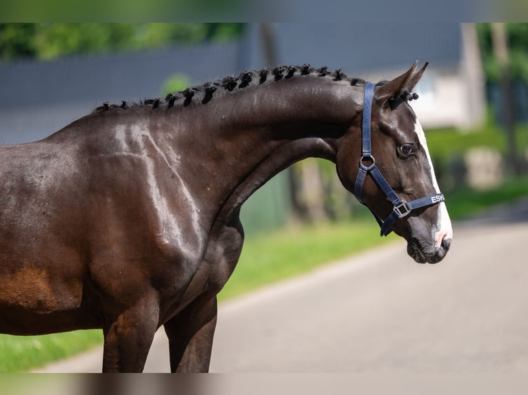 Belgian Riding Pony Gelding 2 years 15,1 hh Black in GROTE-BROGEL