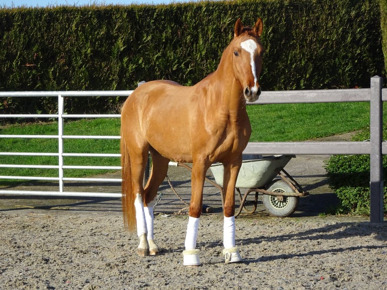 Belgian Riding Pony Gelding 3 years 14,1 hh Chestnut-Red in Poperinge