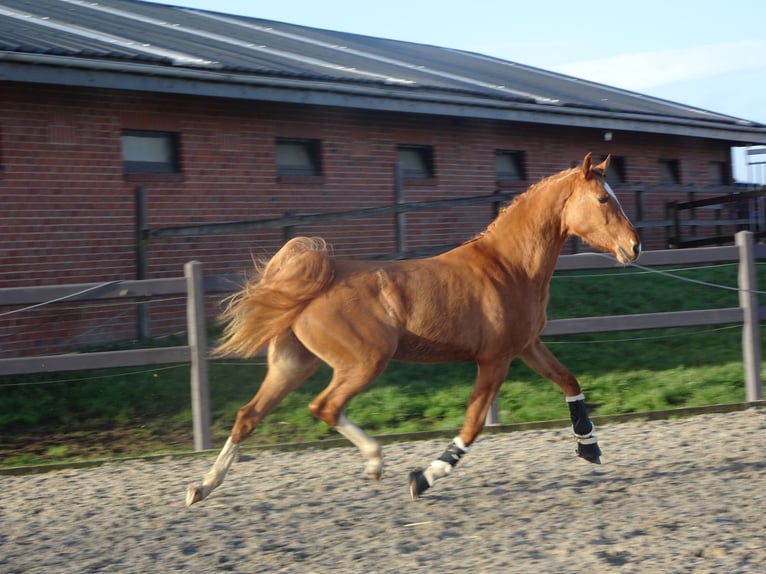 Belgian Riding Pony Gelding 3 years 14,1 hh Chestnut-Red in Poperinge