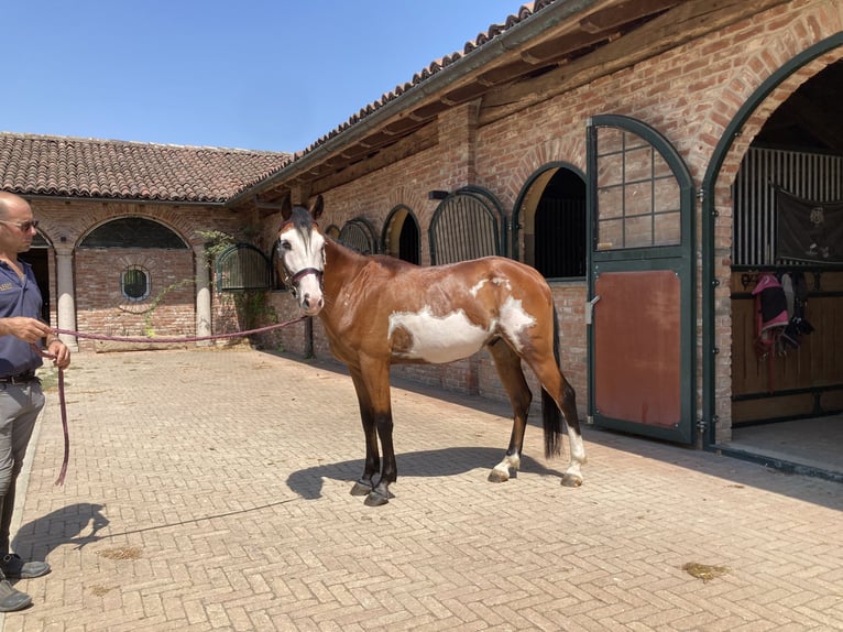 Belgian Riding Pony Gelding 4 years 13.1 hh Pinto in San Grato