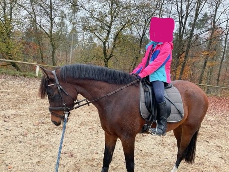 Belgian Riding Pony Gelding 4 years 14,2 hh Brown in V&#xF6;hl