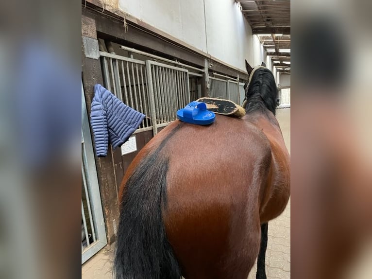 Belgian Riding Pony Gelding 4 years 14,2 hh Brown in V&#xF6;hl