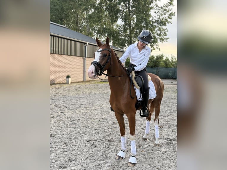 Belgian Riding Pony Gelding 4 years 14.2 hh Chestnut-Red in Veghel