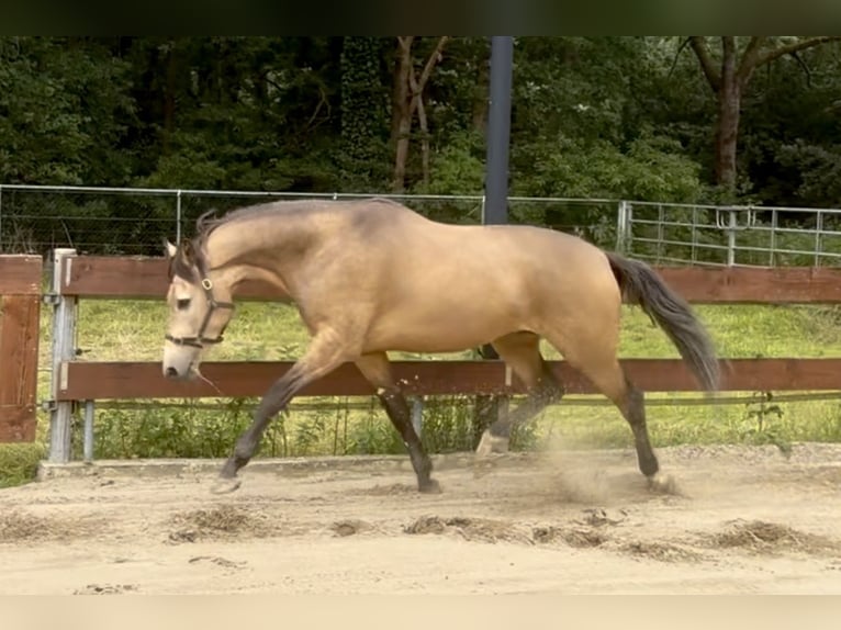 Belgian Riding Pony Gelding 4 years 16.1 hh Buckskin in Berghem
