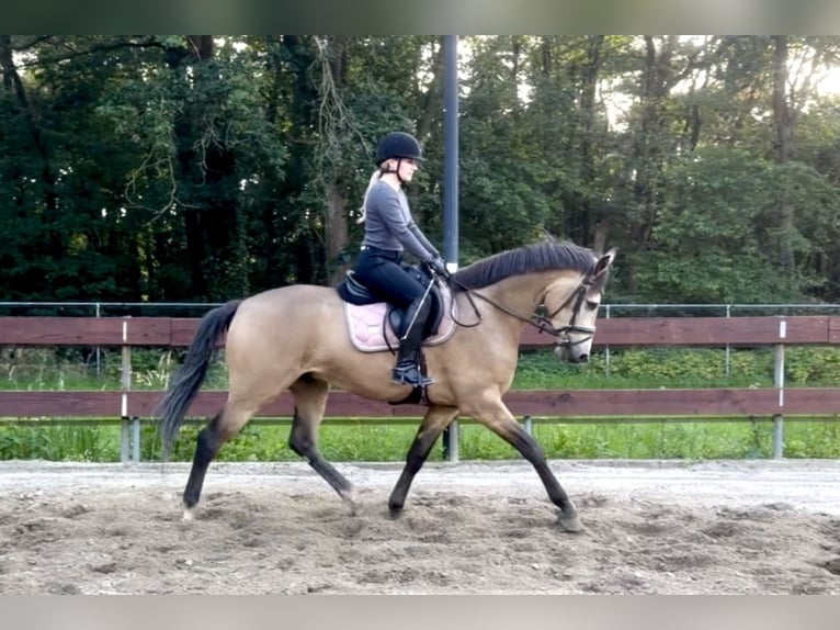Belgian Riding Pony Gelding 4 years 16.1 hh Buckskin in Berghem