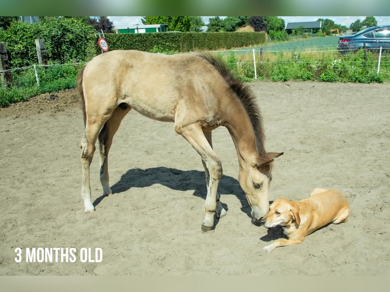 Belgian Riding Pony Gelding 4 years 16.1 hh Buckskin in Berghem