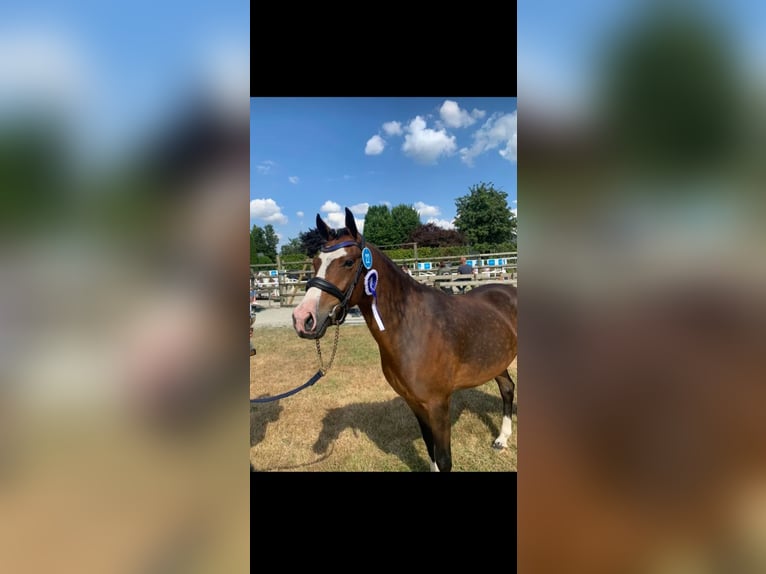 Belgian Riding Pony Gelding 5 years 14,1 hh Brown in Quievrain