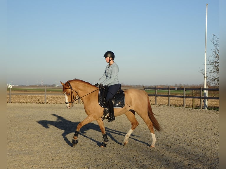 Belgian Riding Pony Gelding 5 years 14,1 hh Chestnut-Red in Poperinge