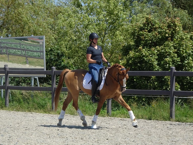 Belgian Riding Pony Gelding 5 years 14,1 hh Chestnut-Red in Poperinge