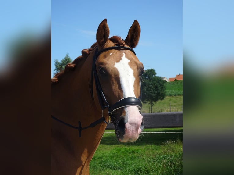 Belgian Riding Pony Gelding 5 years 14,1 hh Chestnut-Red in Poperinge