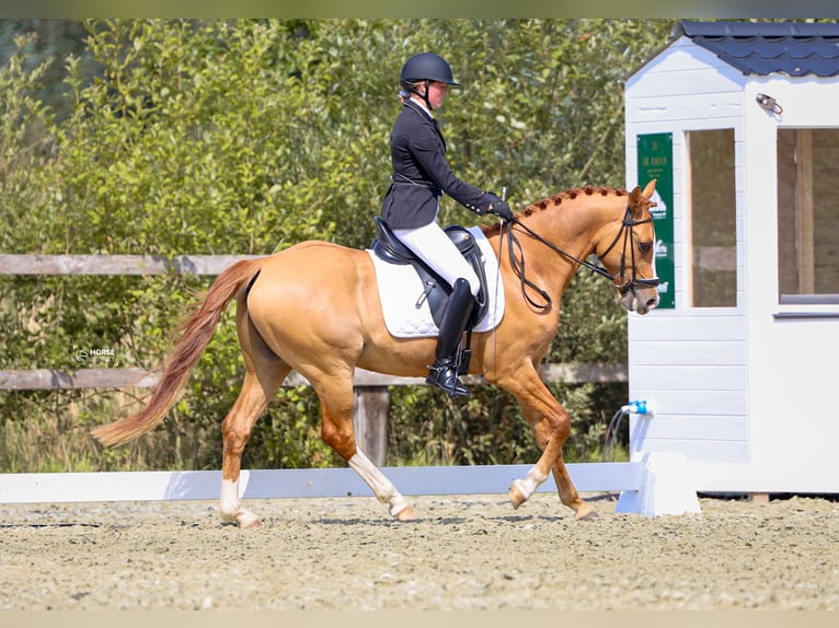 Belgian Riding Pony Gelding 5 years 14,1 hh Chestnut-Red in Poperinge