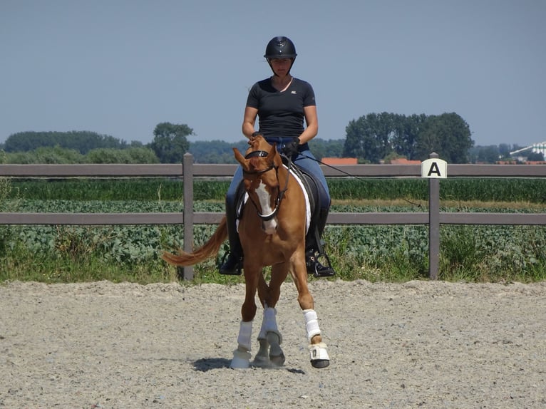 Belgian Riding Pony Gelding 5 years 14,1 hh Chestnut-Red in Poperinge