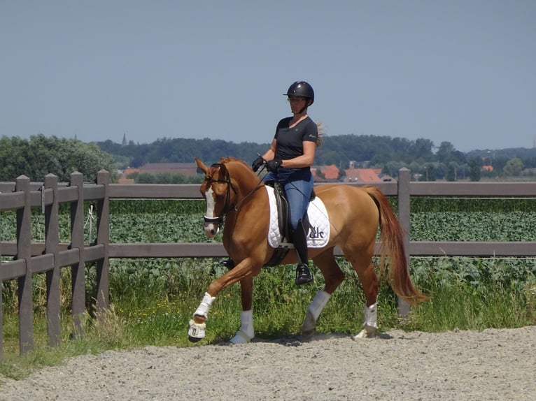 Belgian Riding Pony Gelding 5 years 14,1 hh Chestnut-Red in Poperinge