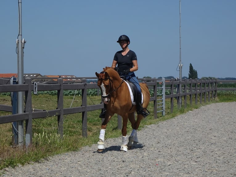 Belgian Riding Pony Gelding 5 years 14,1 hh Chestnut-Red in Poperinge