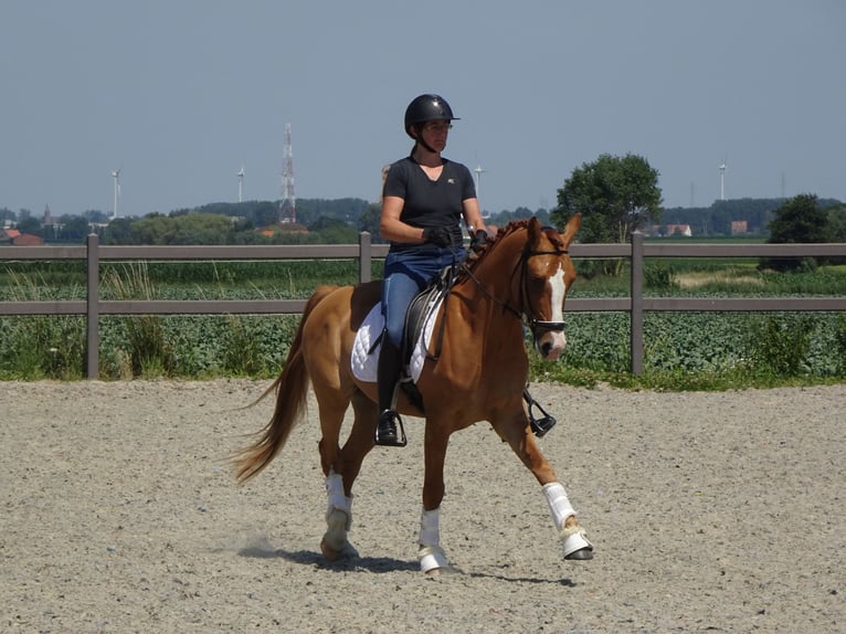 Belgian Riding Pony Gelding 5 years 14,1 hh Chestnut-Red in Poperinge