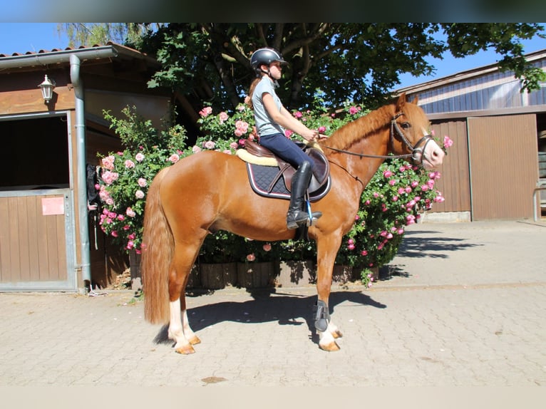 Belgian Riding Pony Gelding 5 years 14.1 hh Chestnut-Red in Schwieberdingen
