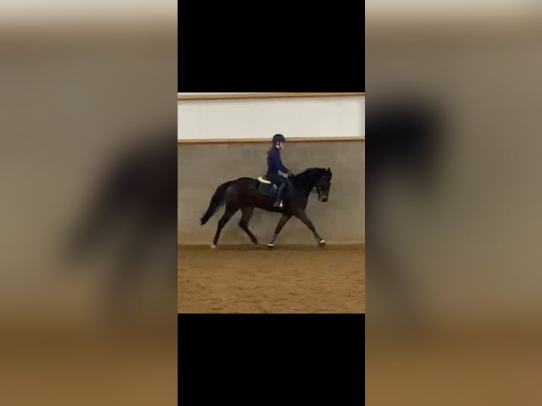 Belgian Riding Pony Gelding 5 years 14,2 hh Bay-Dark in Roggel