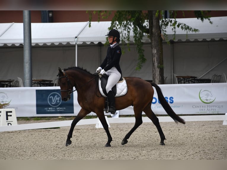 Belgian Riding Pony Gelding 5 years 14,2 hh Brown in Feurs