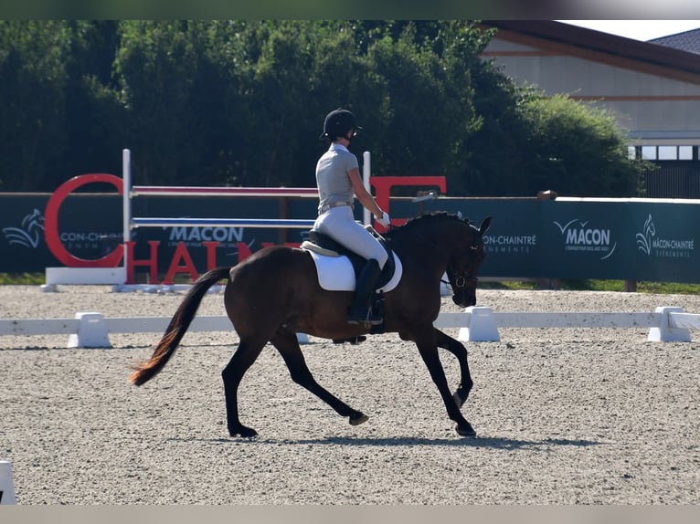 Belgian Riding Pony Gelding 6 years 14.2 hh Bay-Dark in Feurs