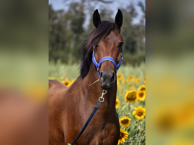 Belgian Riding Pony Gelding 6 years 14,2 hh Bay-Dark in Feurs
