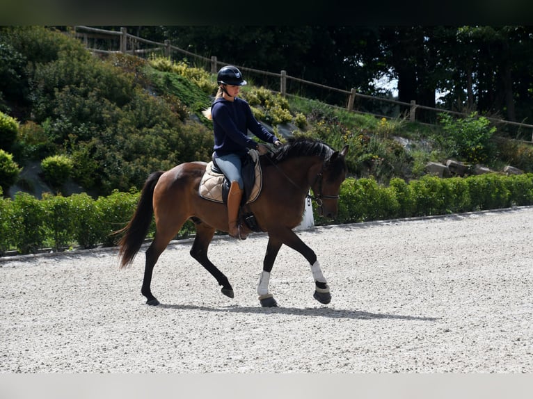 Belgian Riding Pony Gelding 6 years 14,2 hh Bay-Dark in Feurs