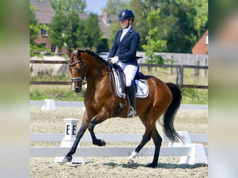 Belgian Riding Pony Gelding 6 years 14,2 hh Brown in Lokeren