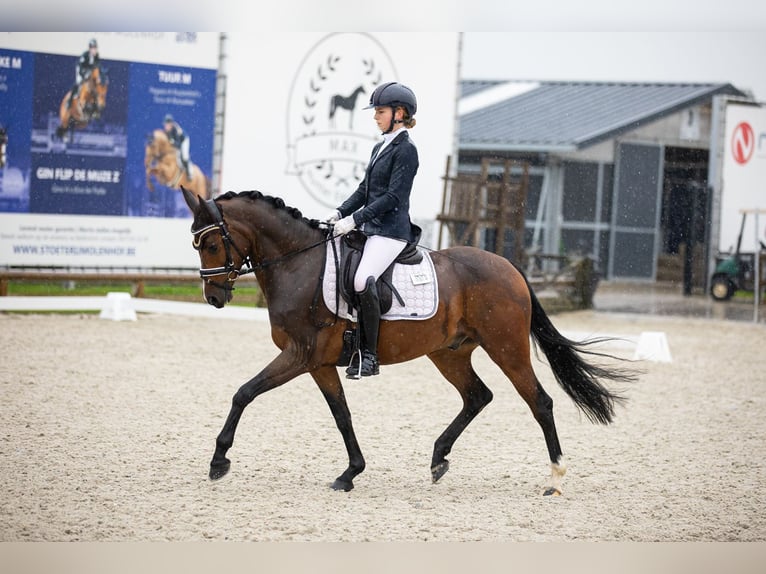 Belgian Riding Pony Gelding 6 years 14,2 hh Brown in Lokeren