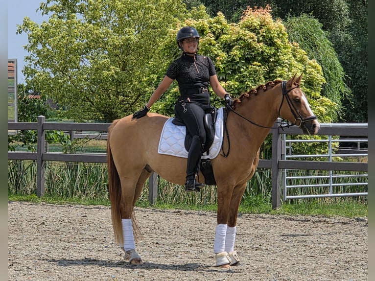 Belgian Riding Pony Gelding 7 years 14.2 hh Chestnut-Red in Poperinge
